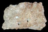 Fossil Phytosaur Scute - Arizona #88597-1